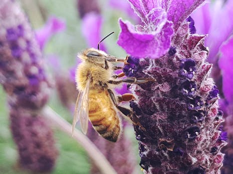 bee on a flower