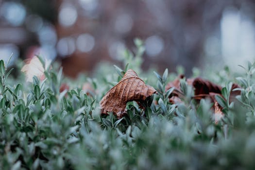 autumn garden cleanup