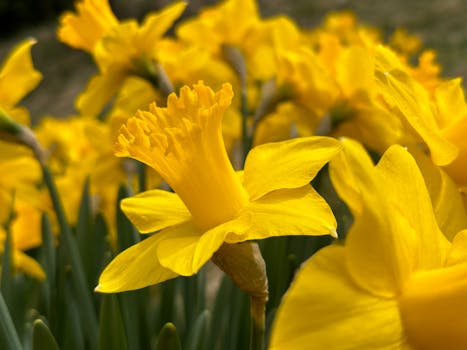 colorful spring garden