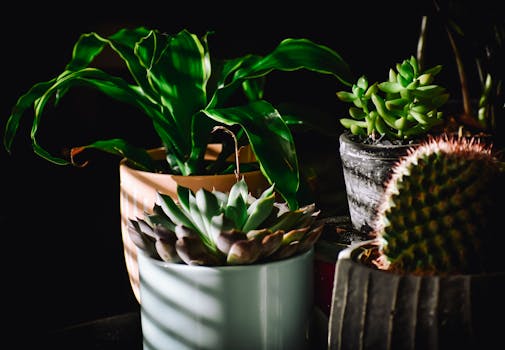 Indoor plants thriving in good light