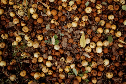 image of turning a compost pile