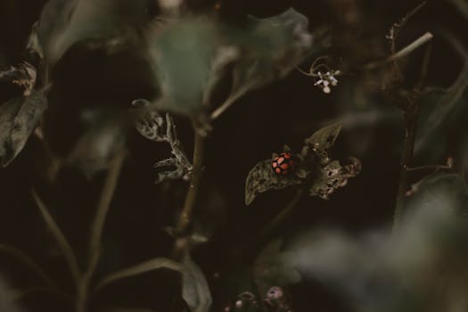 ladybug on a leaf