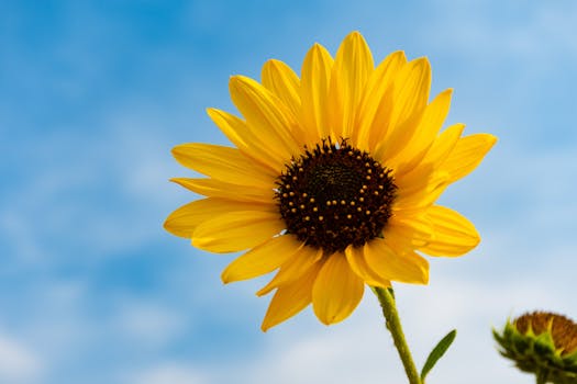 image of tall flower supports in a garden