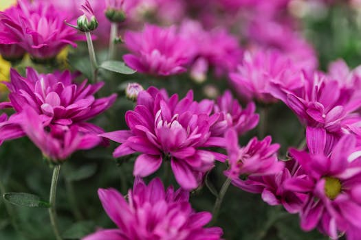 colorful garden with perennials and annuals