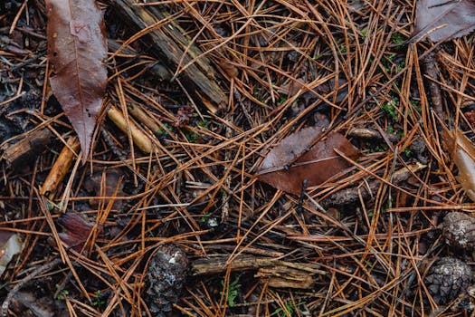 fall mulching