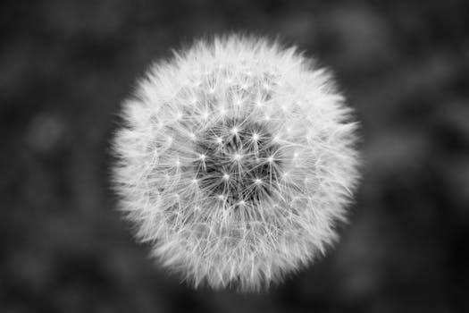 Dandelion in a garden