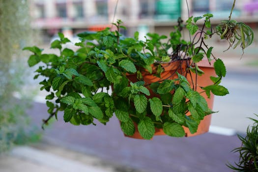 Healthy plants thriving with compost