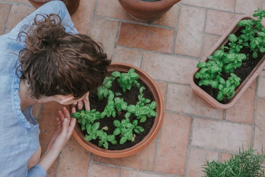 fresh basil and mint plants in pots