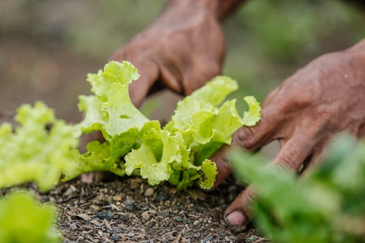 close-up of healthy soil with worms