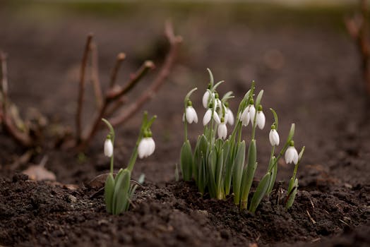 seasonal flowers in a garden