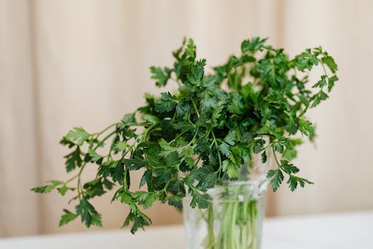 sunny indoor herb garden