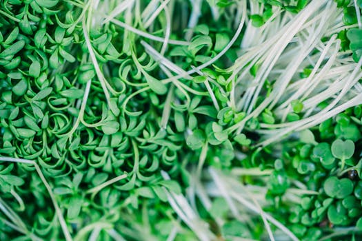 vibrant microgreens in a garden