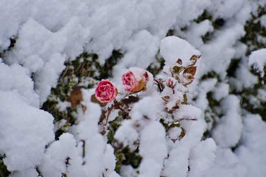 frost covering plants