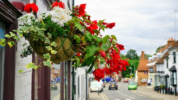 colorful flowers in an urban garden