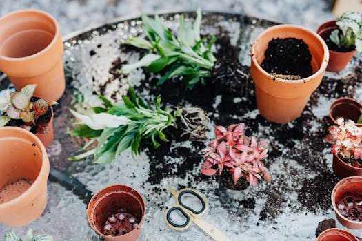 terracotta pots with drainage holes