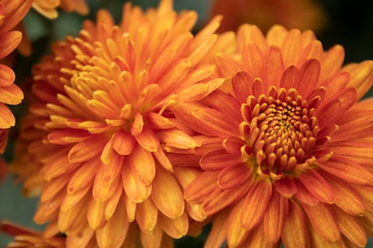 vibrant perennial flowers in fall