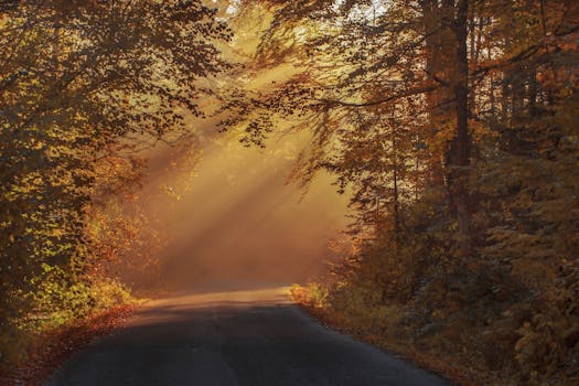 vibrant fall foliage