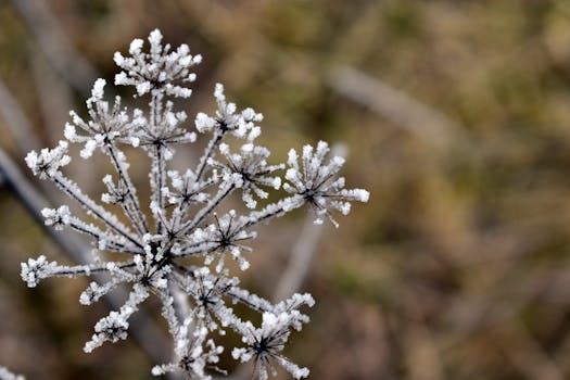 frost on plants