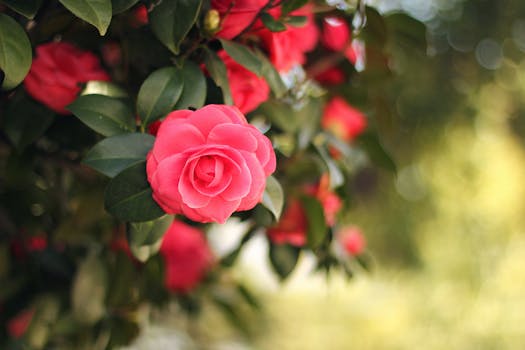 Colorful spring flowers in full bloom