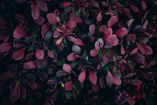 Healthy plants thriving in a garden