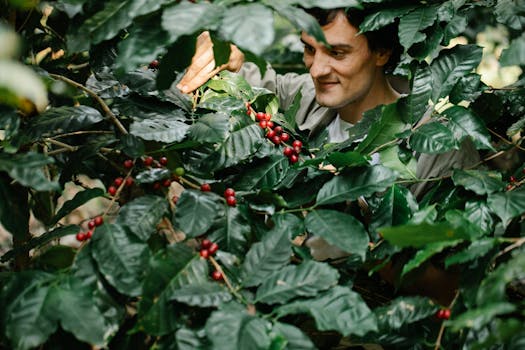 Gardener tending to her tropical fruit plants