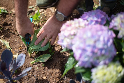 happy gardener tending to plants in a cold frame