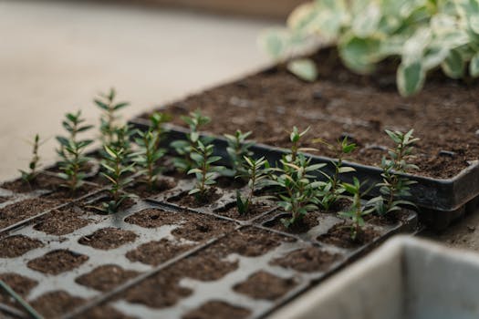 microgreens under grow lights