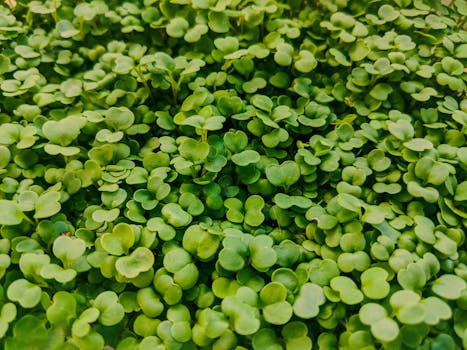 small indoor garden with microgreens