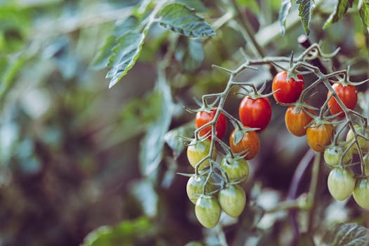 seasonal vegetable planting