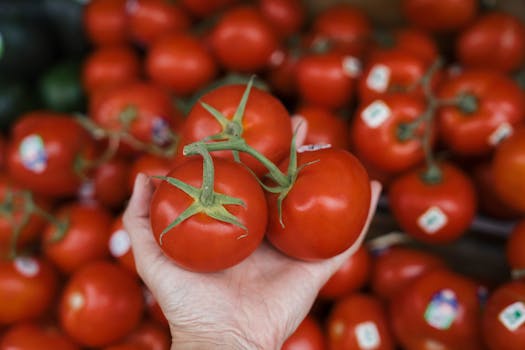 ripe tomatoes on the vine