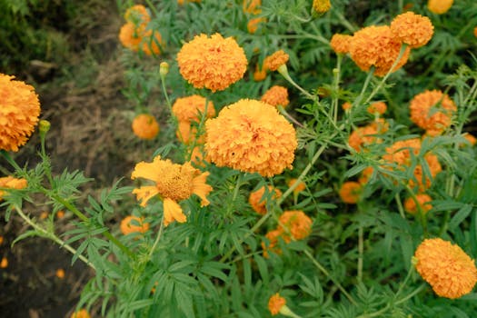 colorful marigolds in a vegetable garden