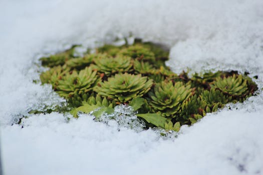 ground cover plants in a garden