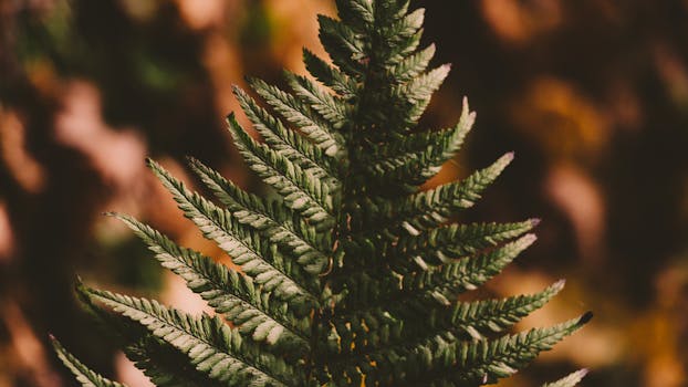 a thriving native plant garden