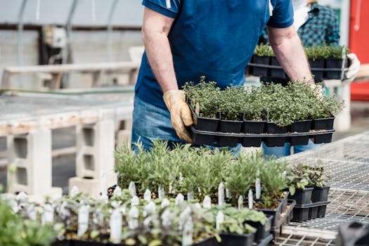 seedlings growing indoors