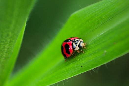 summer garden pests