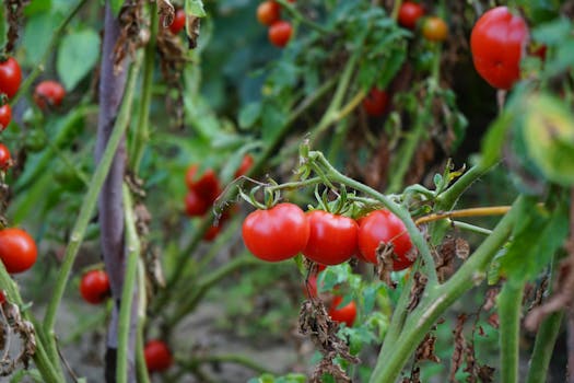 healthy tomato plants supported by stakes