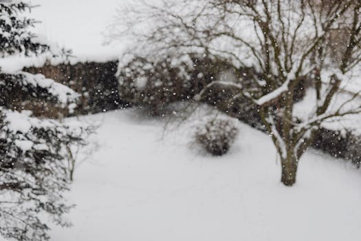 a peaceful winter garden with snow