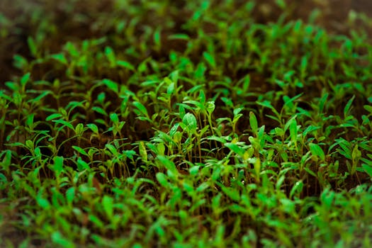 freshly sprouted seedlings in a garden