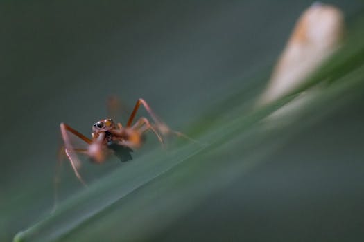 garden pest damage on leaves