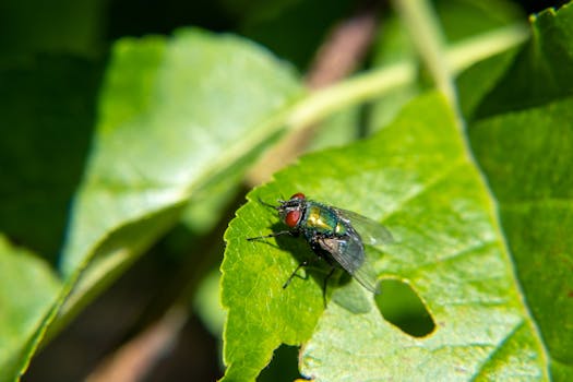 common garden pests