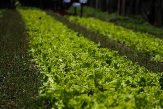 healthy soil ecosystem