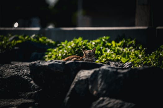 image of a thriving summer garden