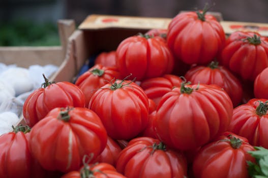 image of a summer vegetable garden with tomatoes and peppers