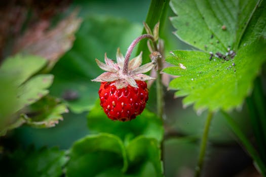 image of healthy plant growth