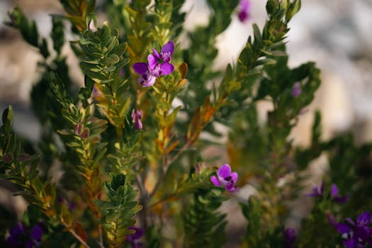 seasonal gardening calendar