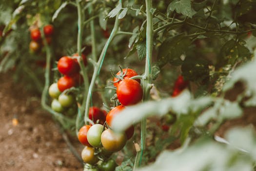 healthy potato plants in garden