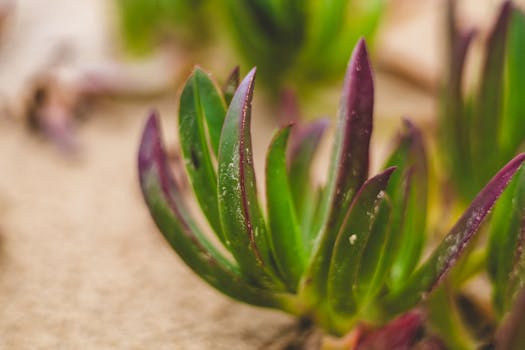 vibrant drought-resistant garden