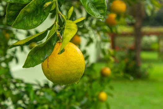 unique fruit tree in garden