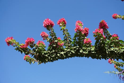 colorful spring flowers