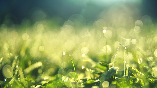 lush green garden in spring